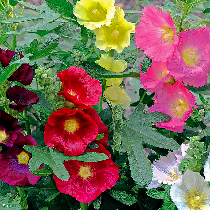 Graines de Roses trémières - Alcea