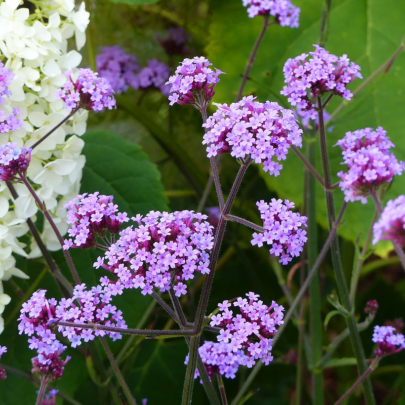 Graines de Verveines - Verbena