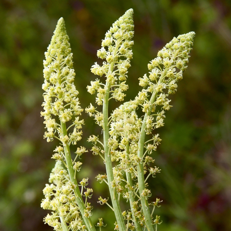 Graines de Reseda