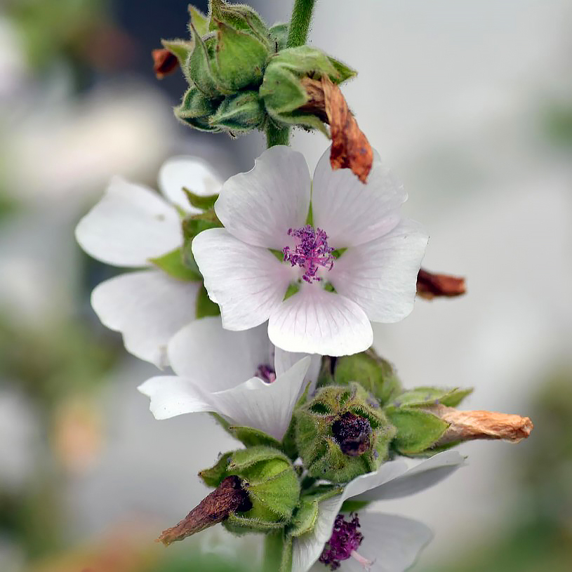 Althaea - Guimauves