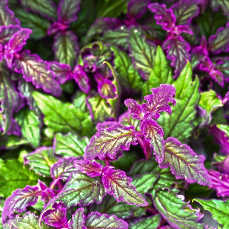 Gynura - Plante velours