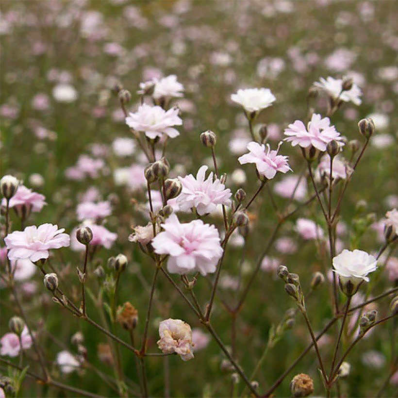 Gypsophila - Gypsophiles