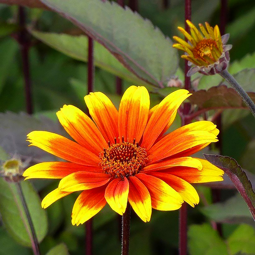 Heliopsis - Héliopsides