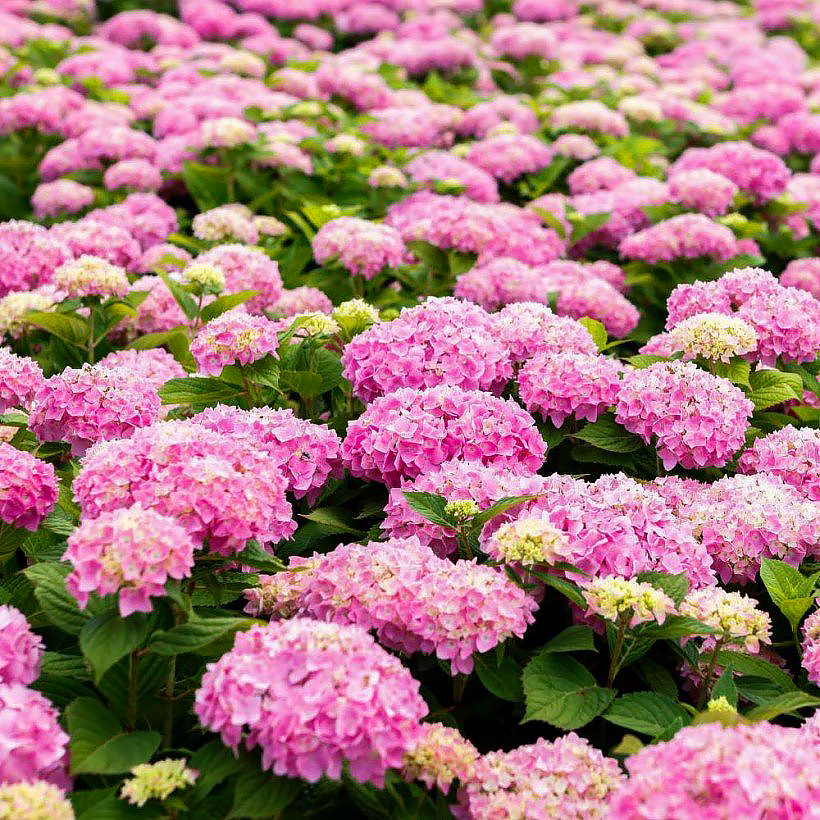 Hydrangea - Hortensias