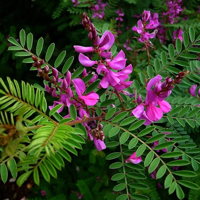 Indigofera - Indigotiers