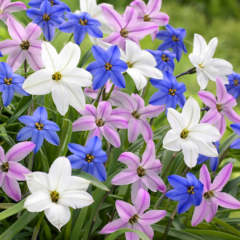 Ipheion - Etoiles de printemps