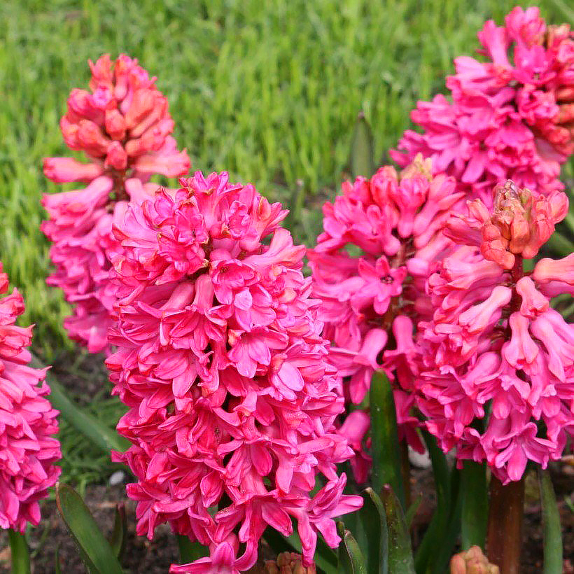 Jacinthes - Hyacinthus