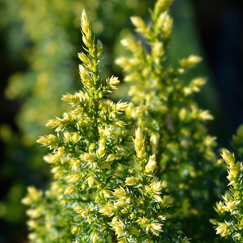 Juniperus - Genévriers