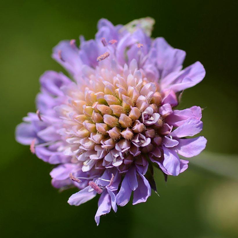 Knautia - Knauties