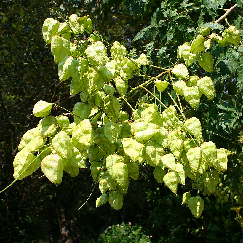 Koelreuteria - Savonniers