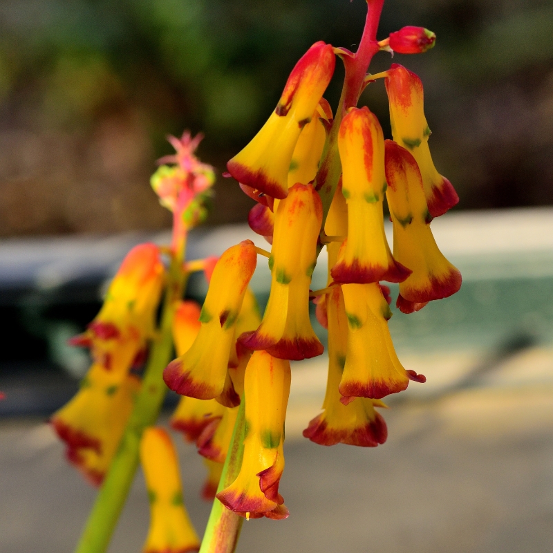 Lachenalia - Coucou du Cap