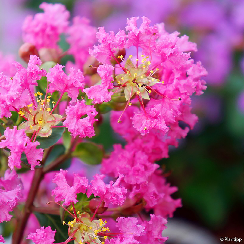 Lilas des Indes roses