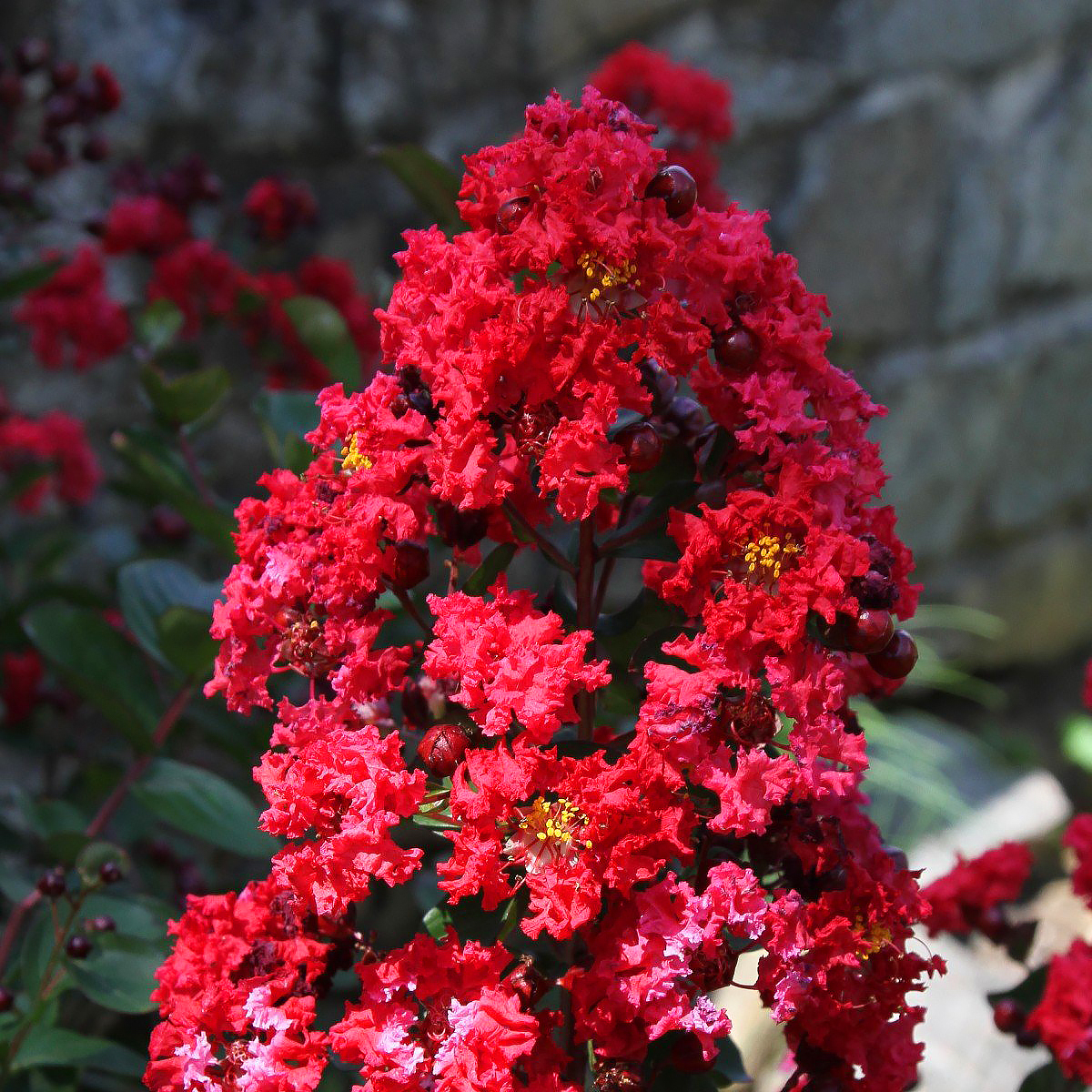 Lilas des Indes rouges
