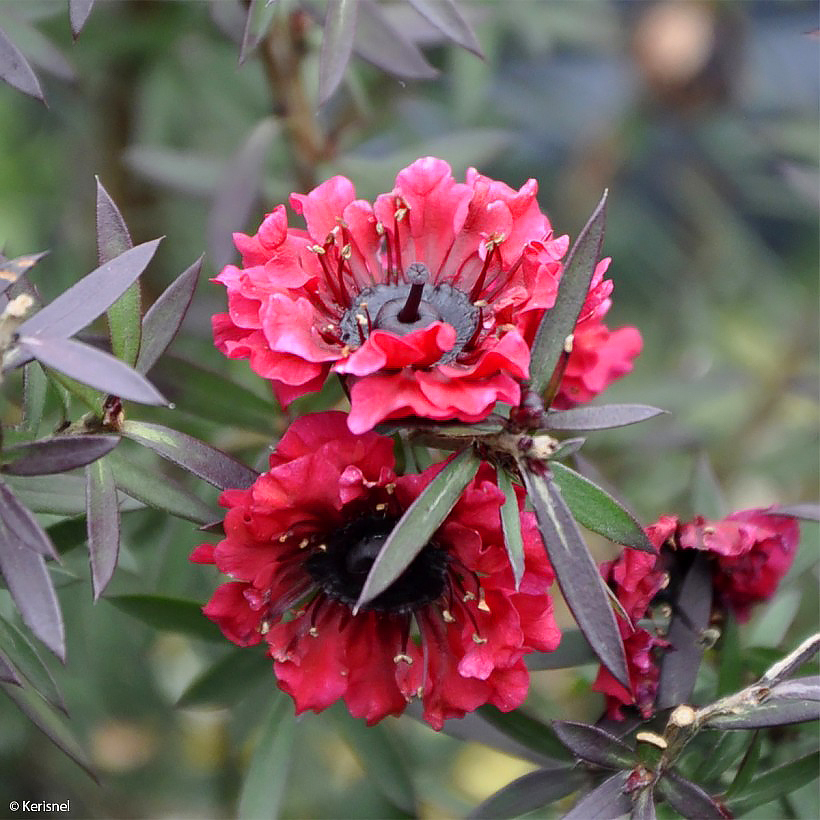 Leptospermum - Arbres à thé