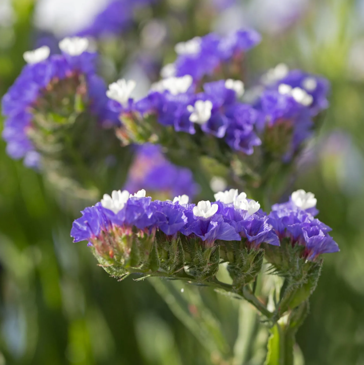 Limonium - Statices