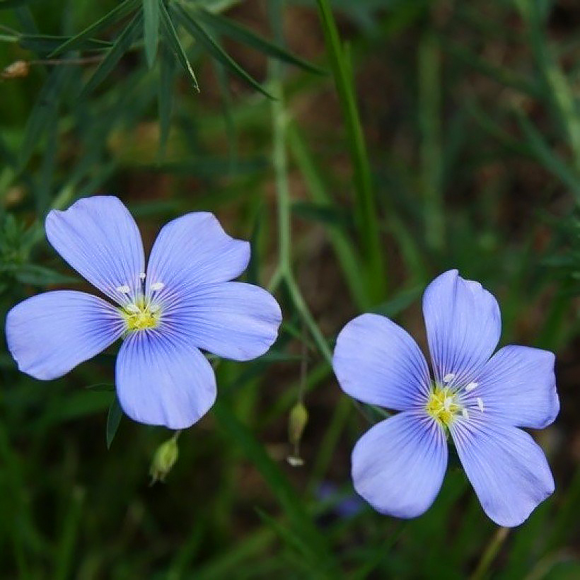 Linum - Lins