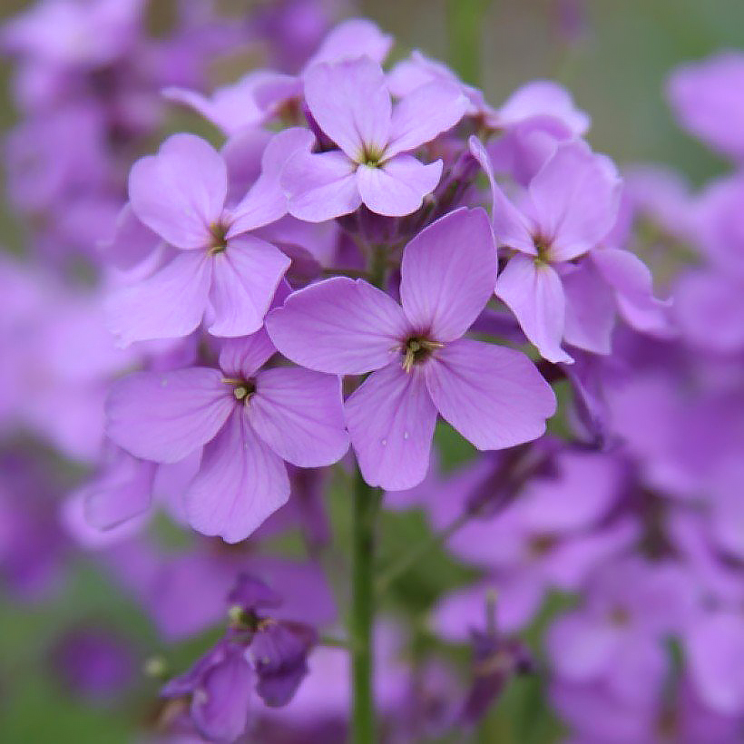 Lunaria - Lunaires