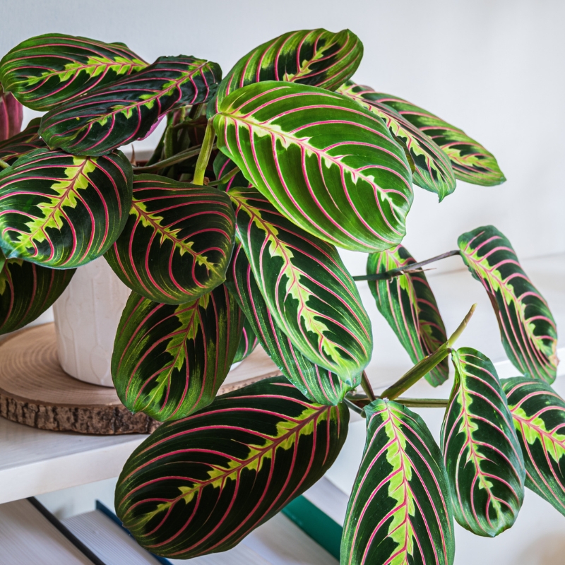 Maranta - Plante à prière