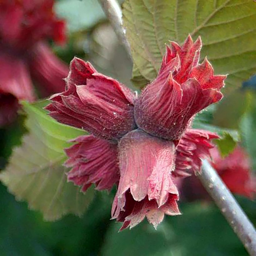 Corylus - Noisetiers