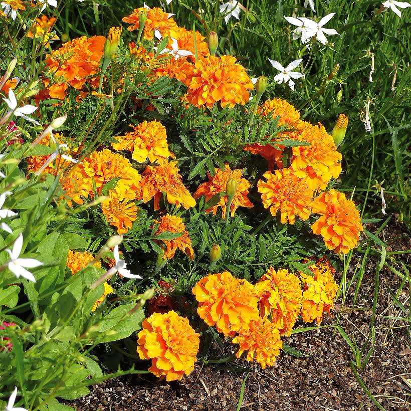 Graines d'Œillets d'Inde - Tagetes