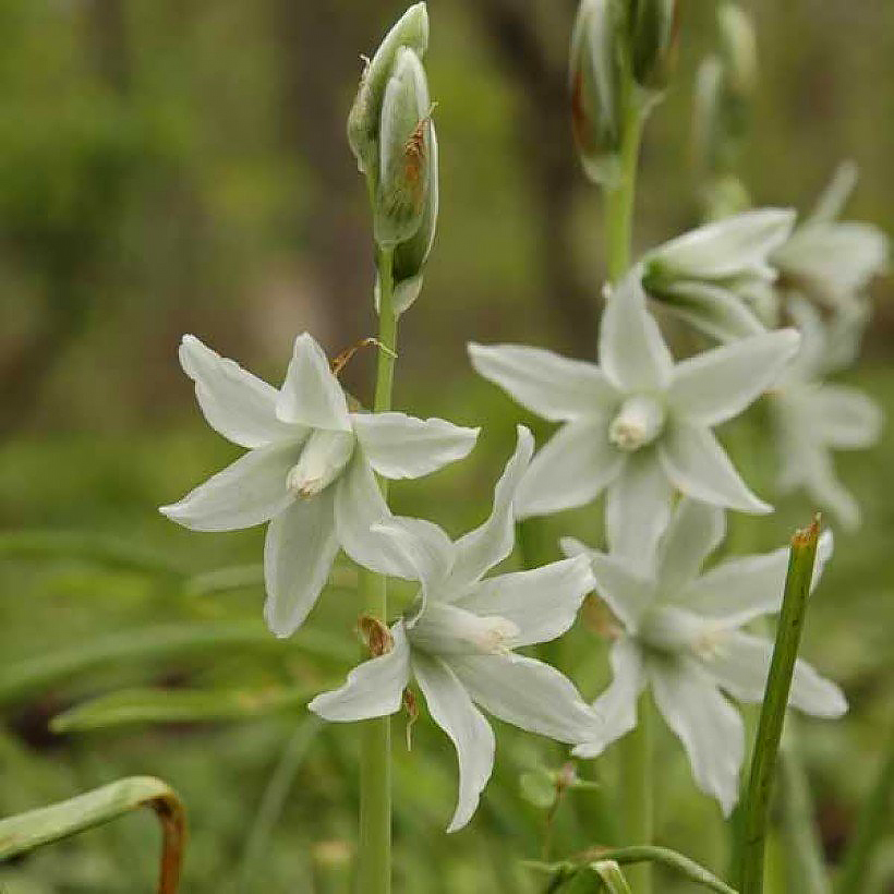 Ornithogales - Ornithogalum