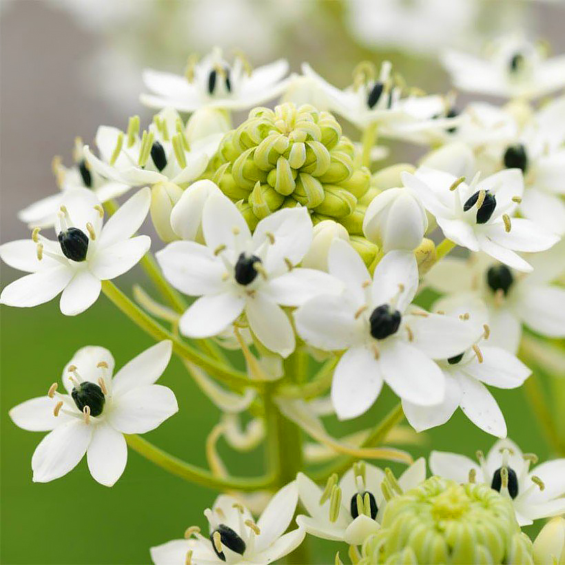 Ornithogales d'été - Ornithogalum
