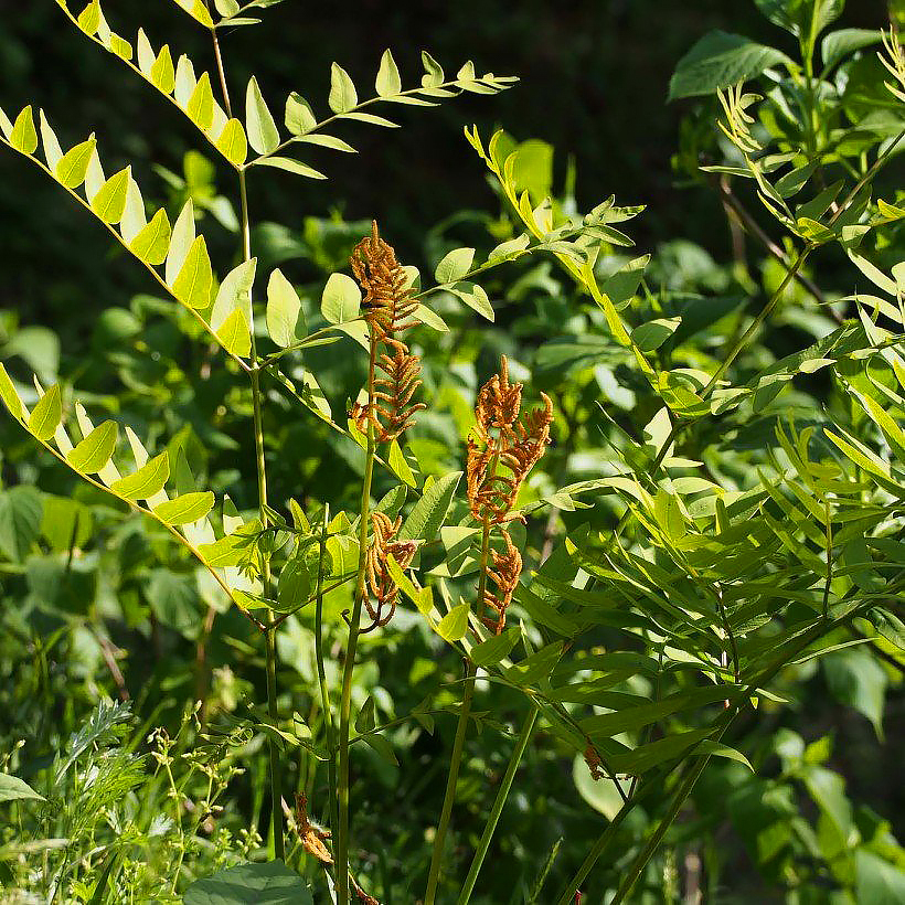 Osmonde - Osmunda