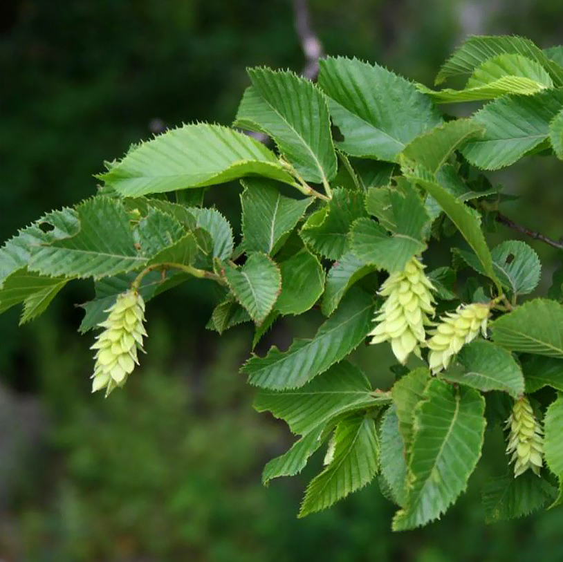 Ostrya - Charme-houblon