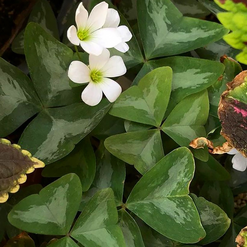 Oxalis - Oxalides