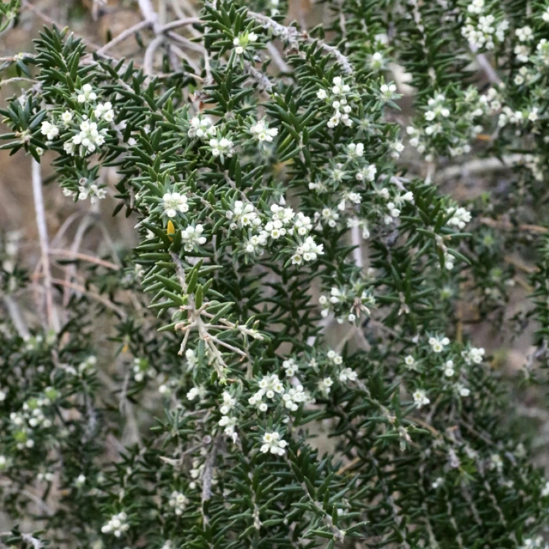 Phylica - Bruyère du Cap