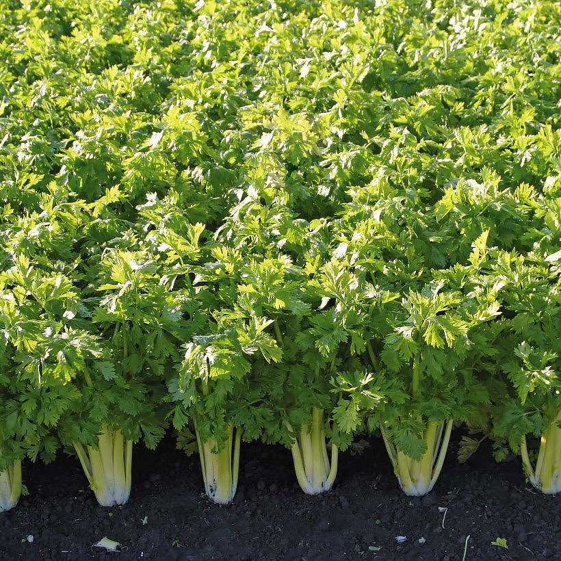Plants de Céleris