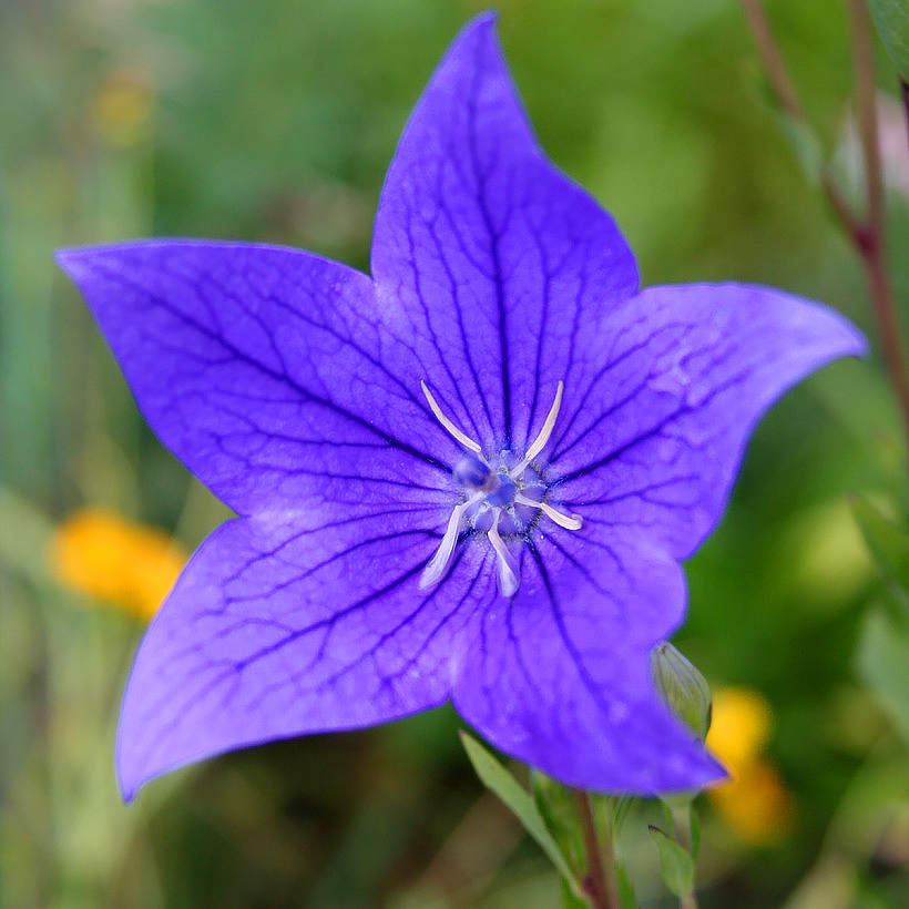 Platycodon - Fleur-ballon