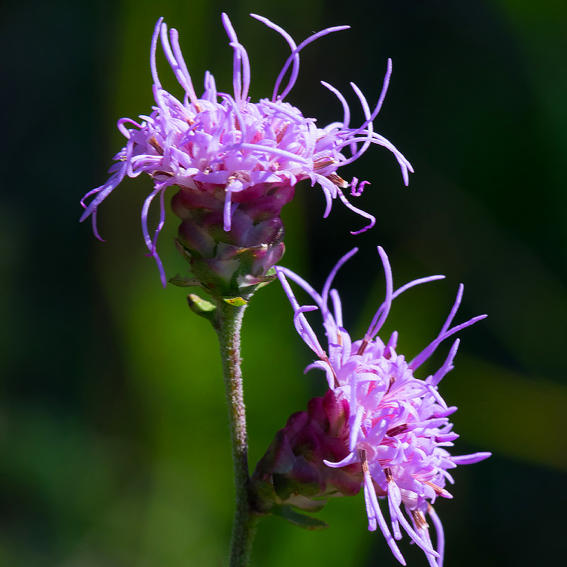 Liatris - Plumes du Kansas
