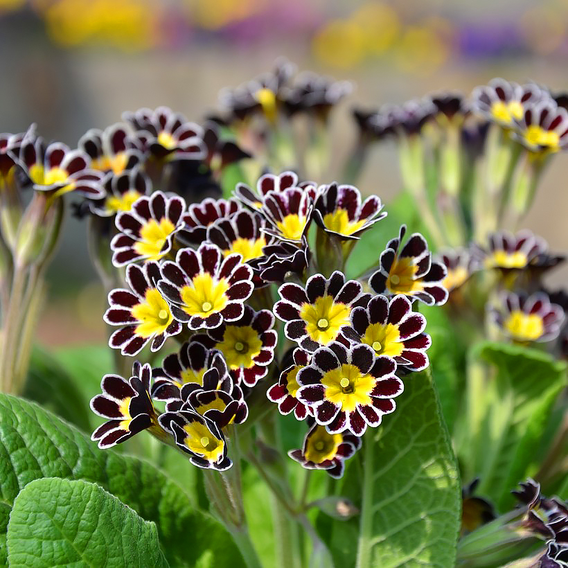 Graines de Primevères - Primula