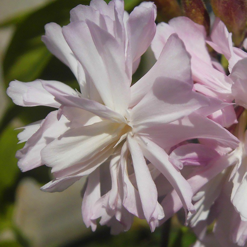 Saponaria - Saponaires