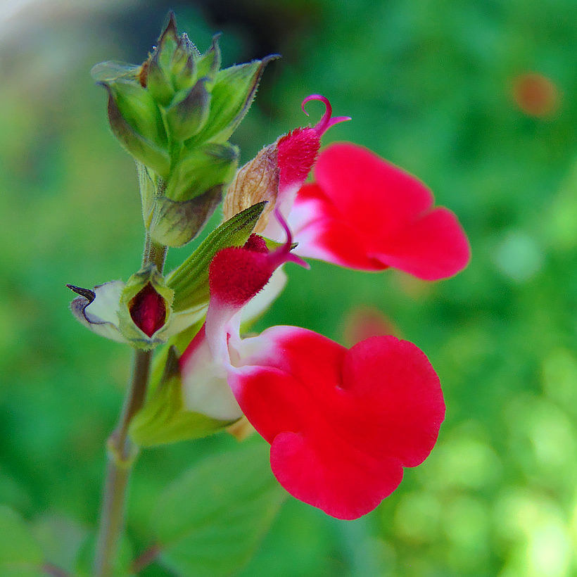 Salvia - Sauges arbustives