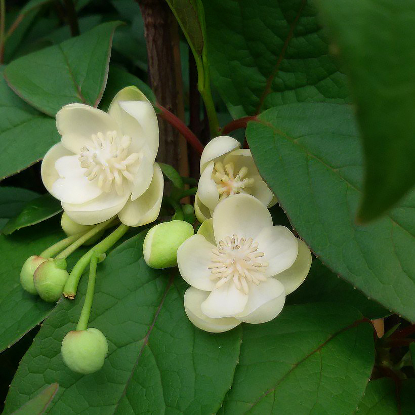 Schisandra - Baies aux cinq saveurs