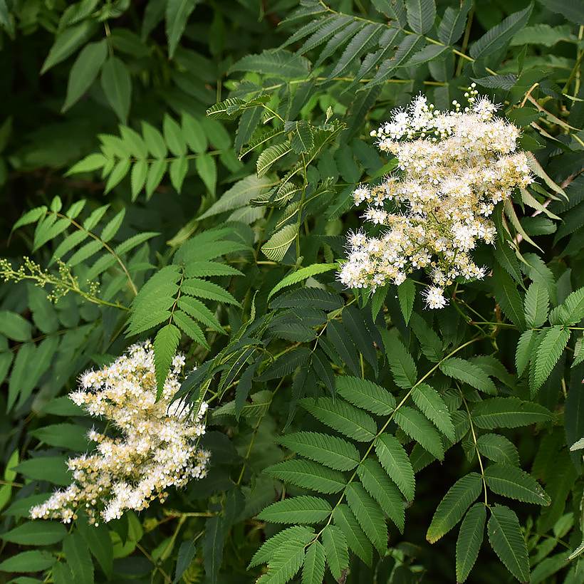 Sorbaria - Sorbaires