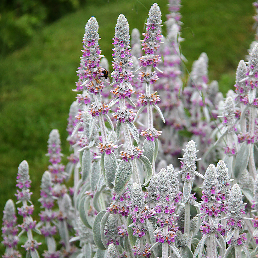 Stachys - Epiaires