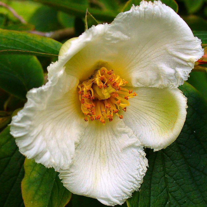 Stewartia - Camélias d'été