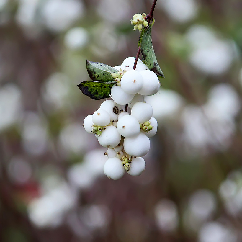 Symphoricarpos - Symphorines