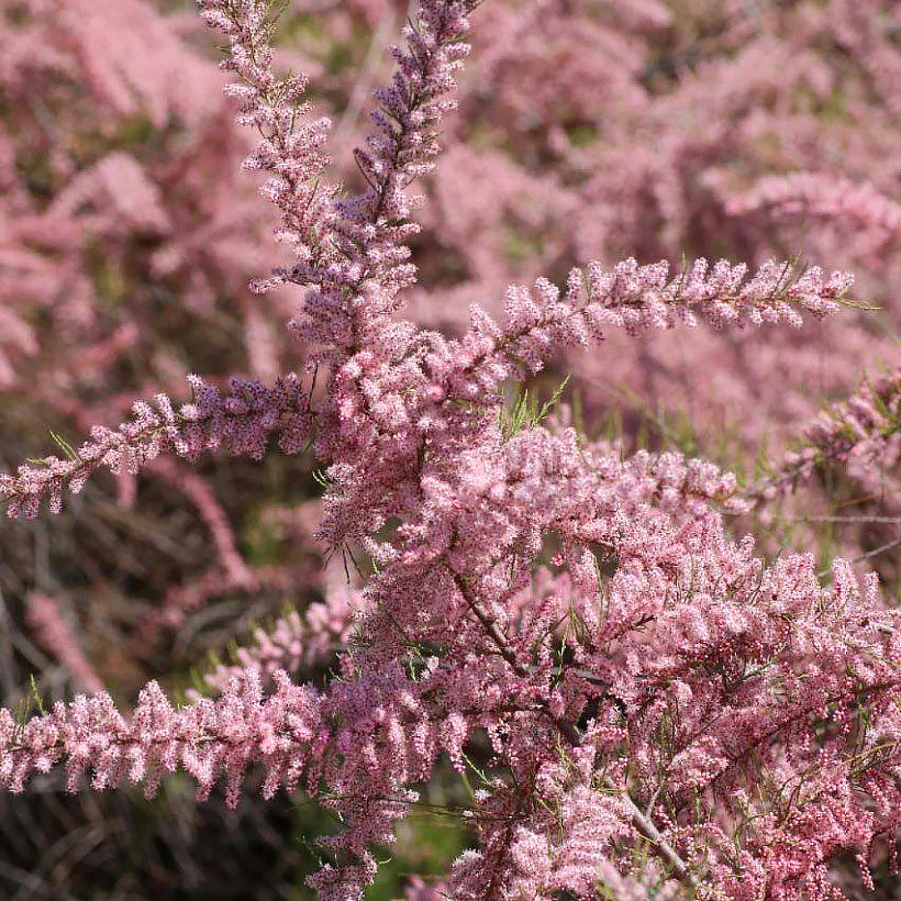 Tamarix - Tamaris