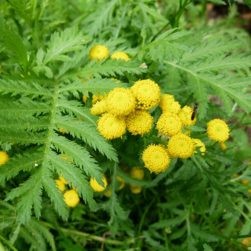 Tanaisies