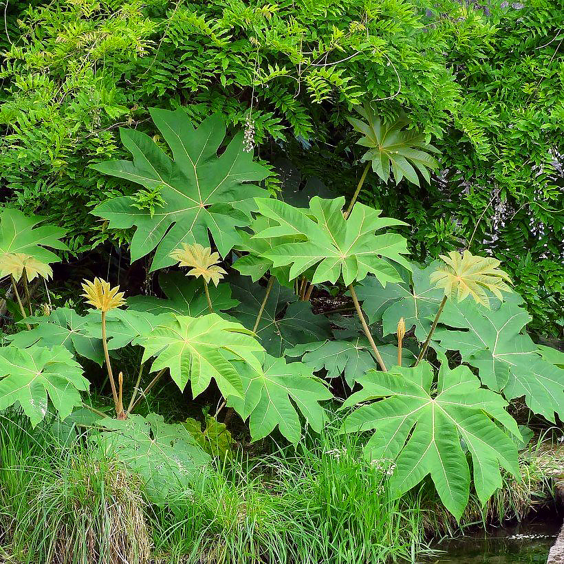 Tetrapanax - Aralie à papier