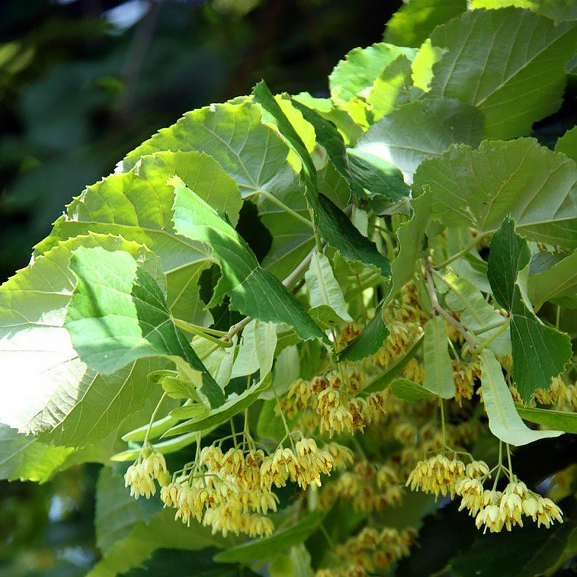 Tilia - Tilleuls