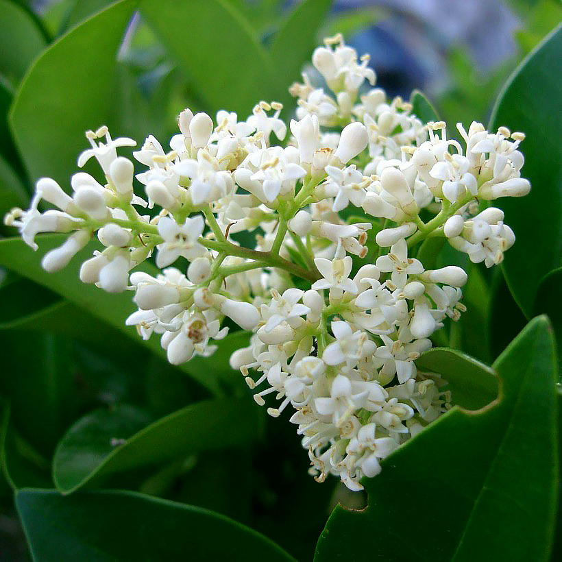 Ligustrum - Troènes