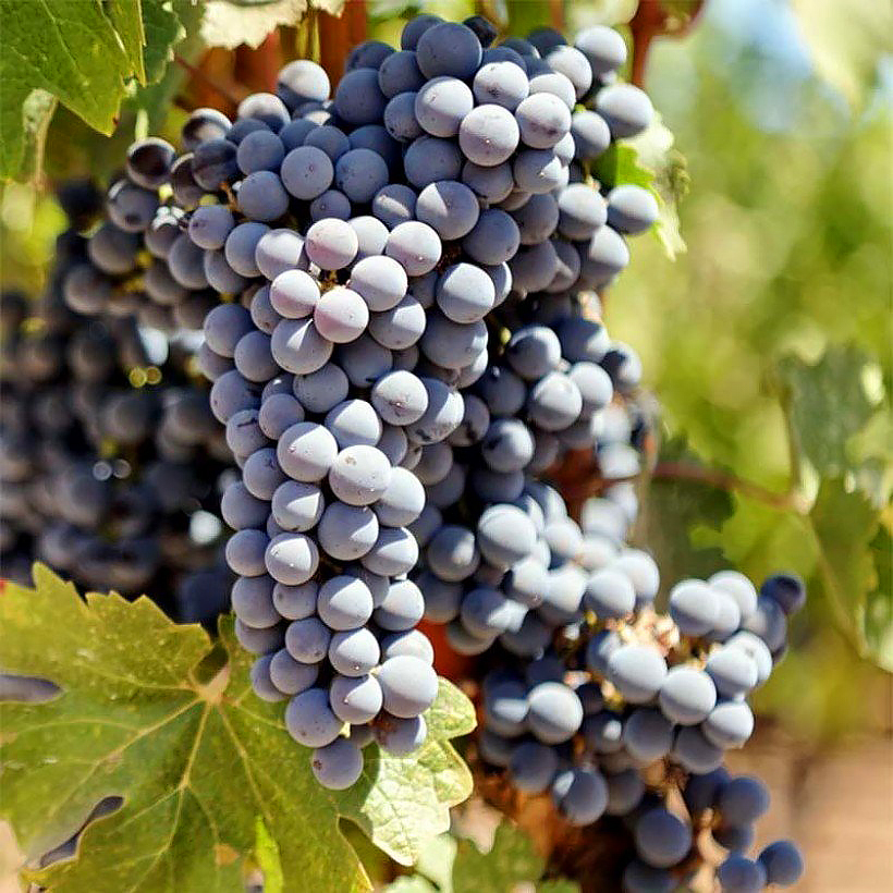 Vignes