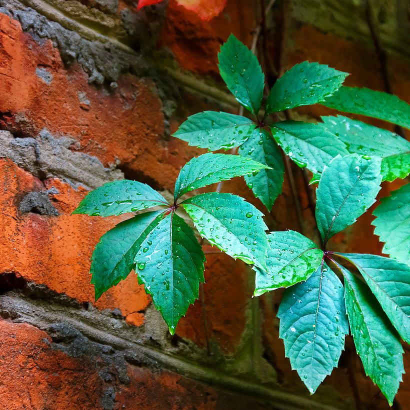 Parthenocissus, Vitis - Vignes vierges