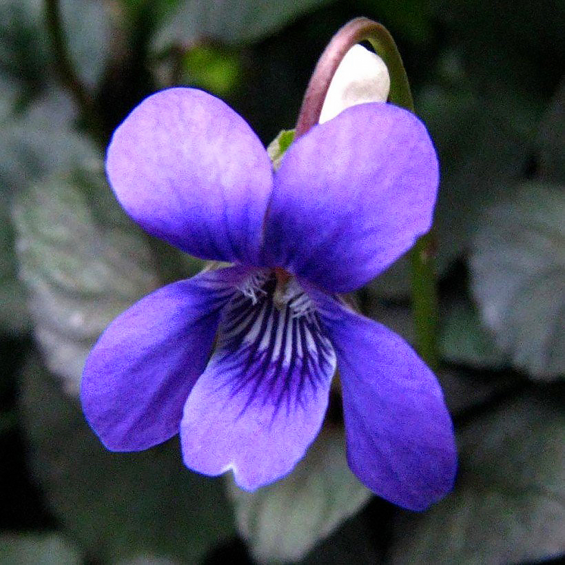 Viola - Violettes