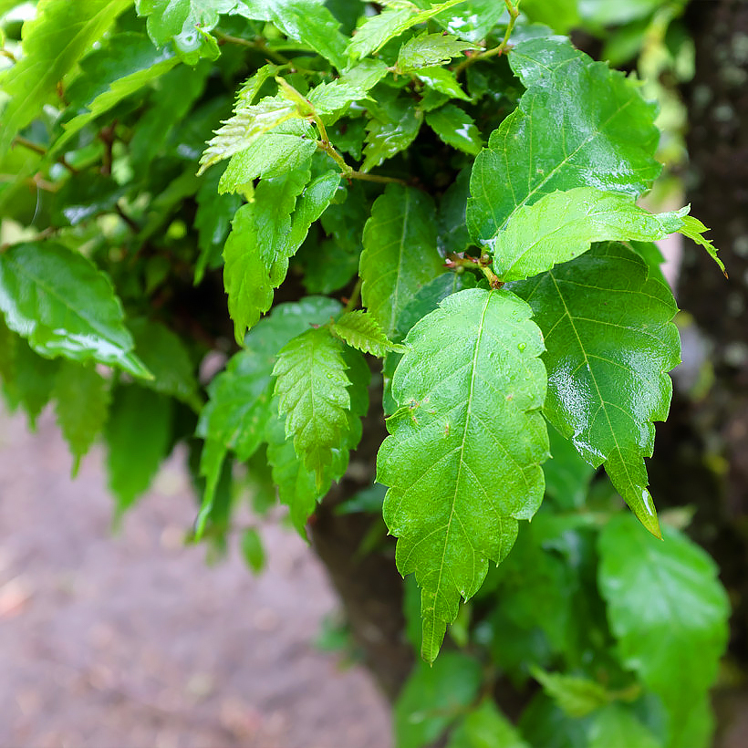 Zelkova - Faux-ormes